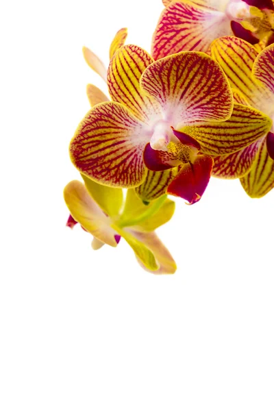 Uyumak arka plan üzerinde kırmızı ve sarı orkide — Stok fotoğraf