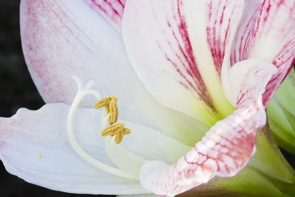Rode en witte bloem — Stockfoto