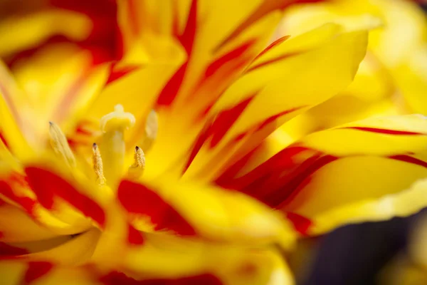 Peças de tulipa vermelha e amarela — Fotografia de Stock