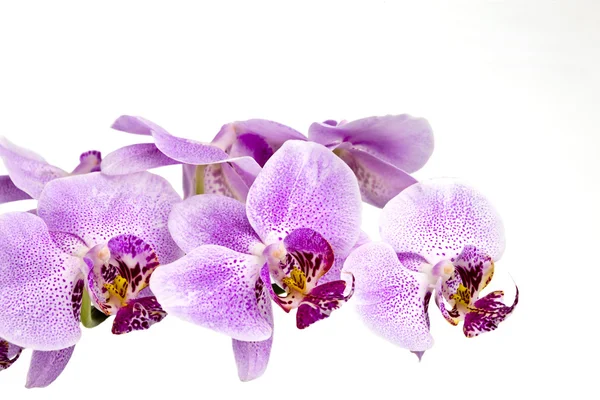 Ramo di orchidea viola — Foto Stock