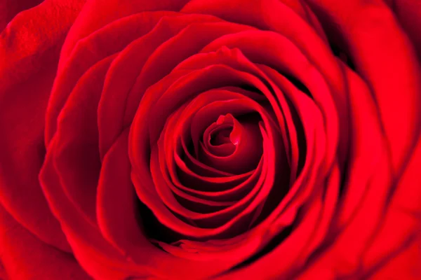 Красная роза выстрел вверх закрыть — стоковое фото