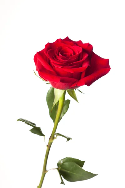 Red rose upright — Stock Photo, Image