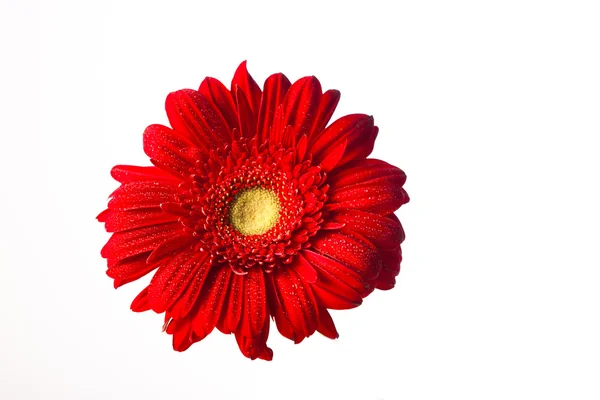 Red Gerbera Daisy — Stock Photo, Image