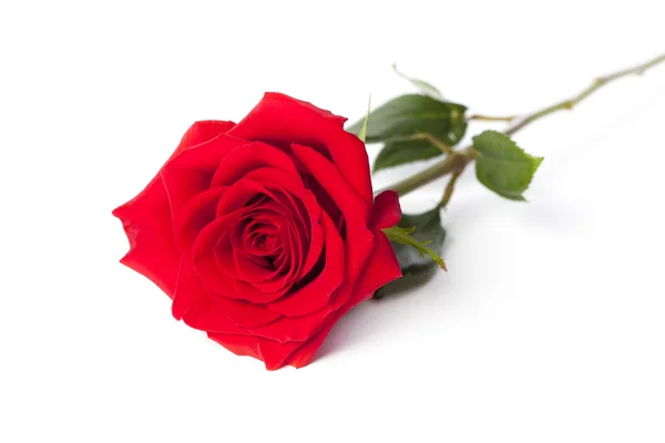 Диагональ красной розы — стоковое фото