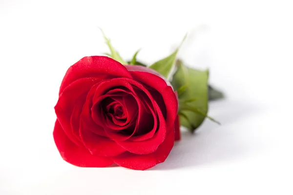 Красная роза лежит на белом — стоковое фото