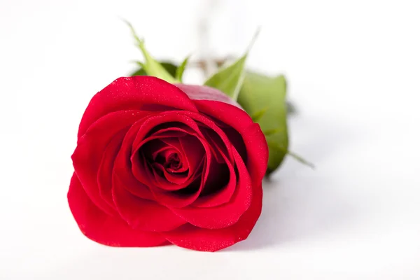 Vörös rózsa, fekvő — Stock Fotó