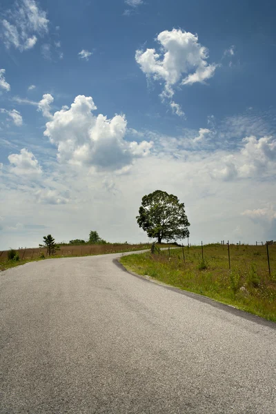 Road and Tree — Stock Photo, Image