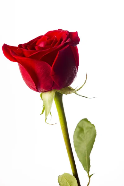 Красная роза стоит прямо — стоковое фото