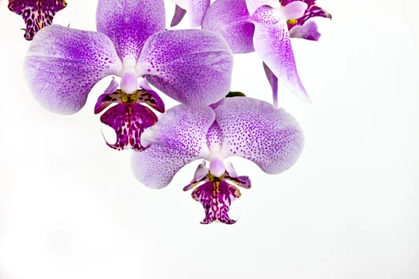 Egyszerű tiszta orchidea elrendezése — Stock Fotó