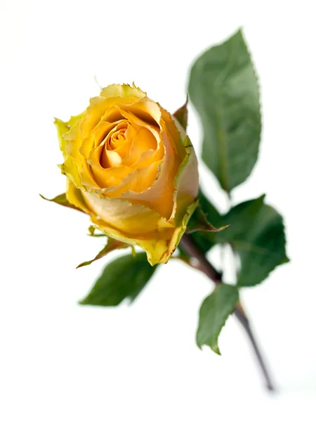Één stemmed gele roos met een oranje kaste — Stockfoto
