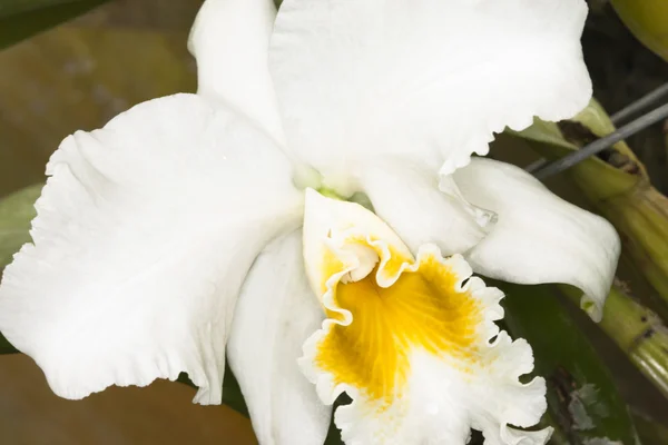 Ruggig vit orkidé — Stockfoto