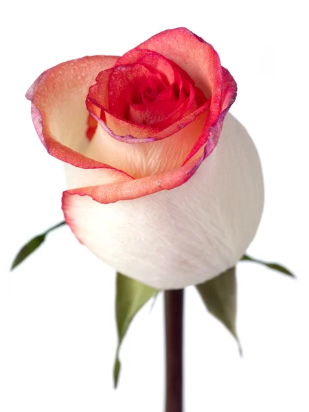 Eenzame bi kleur perzik roos met roze en paarse petal randen — Stockfoto