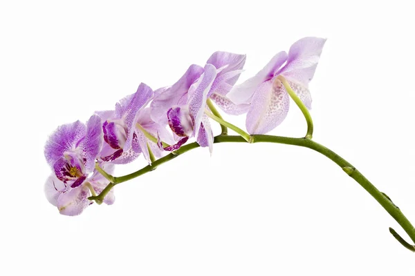 Side view of long orchid branch — Stock Photo, Image