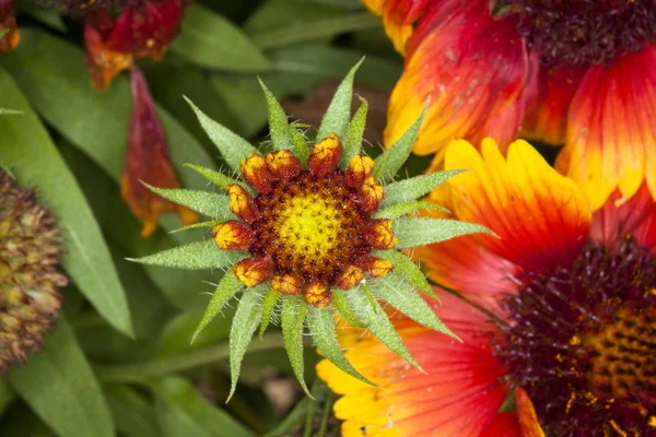 Spikey Red and Yellow Flowers — Stock Photo, Image