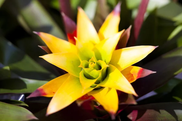 Spikey tropisk blomma — Stockfoto