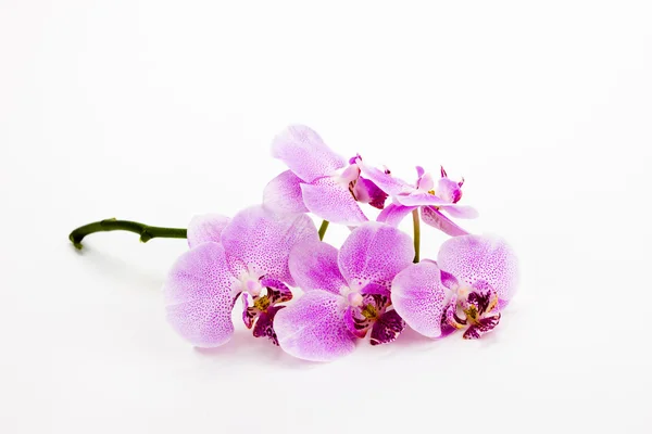 Haste de orquídeas com sombras — Fotografia de Stock