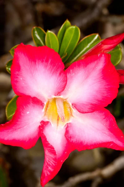 눈에 띄는 분홍색 꽃 근접 촬영 — 스톡 사진