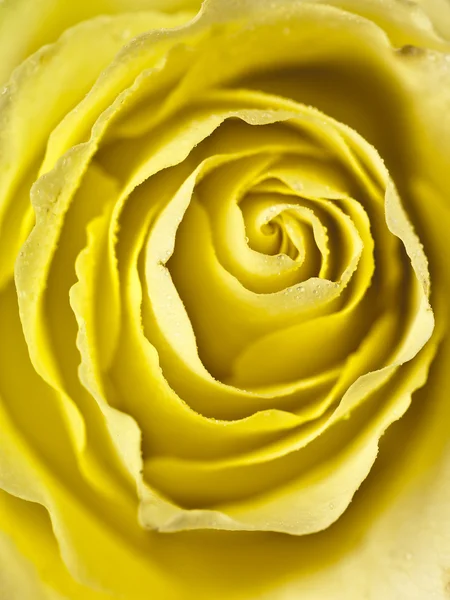 Tight shot of a yellow rose centre — Stock Photo, Image