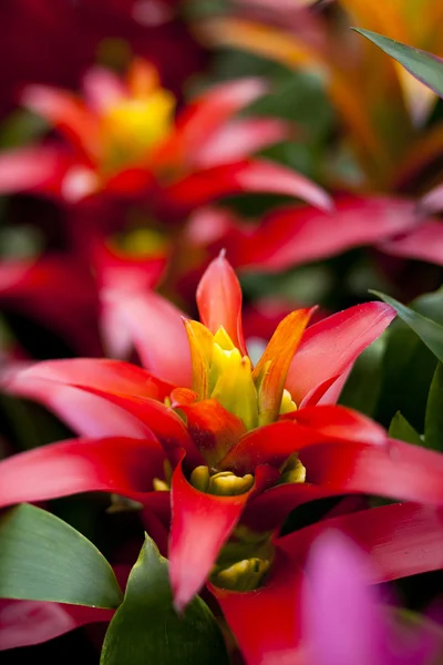 Tropikal kırmızı çiçekler — Stok fotoğraf