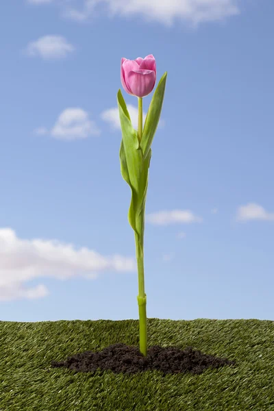 Immagine di un tulipano rosa contro il cielo blu Foto Stock