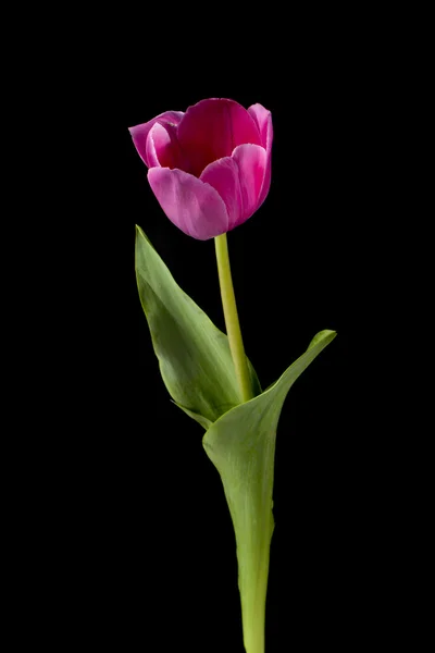 Vertikala bilden av en rosa blomma Stockbild