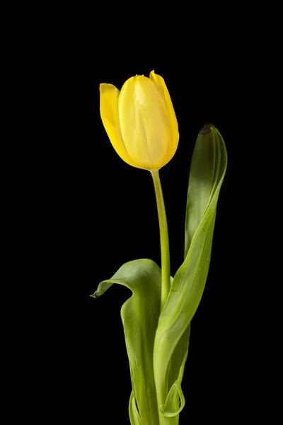 Tulipani gialli su scuro Fotografia Stock