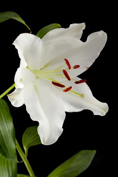 Imagem vertical de uma tulipa branca Fotos De Bancos De Imagens