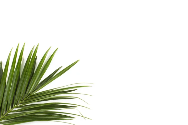 Palm ormbunksblad isolerad på vit Stockbild
