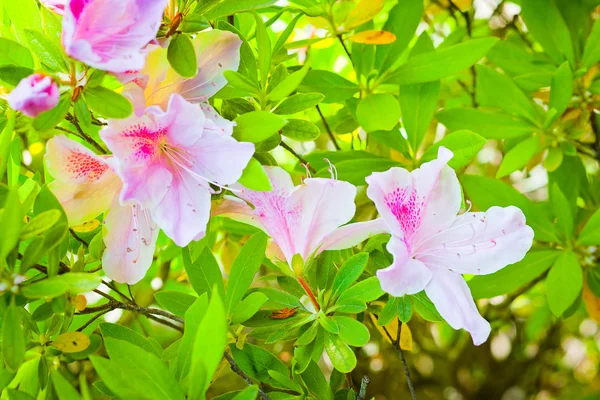 Roze en witte bloemen Rechtenvrije Stockfoto's