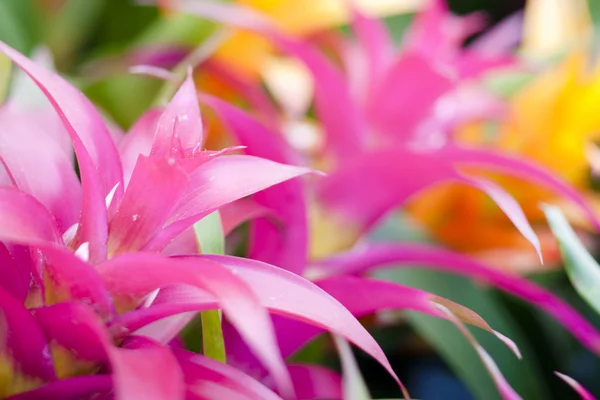 핑크 열 대 식물 스톡 사진