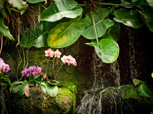 Liten orkidé vattenfall Stockfoto