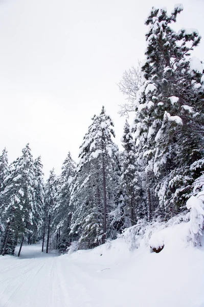 Snö maskin trail Royaltyfria Stockfoton