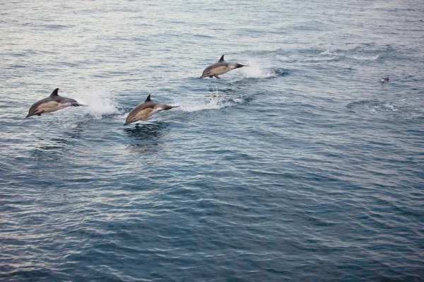 几个跳跃的海豚 免版税图库图片