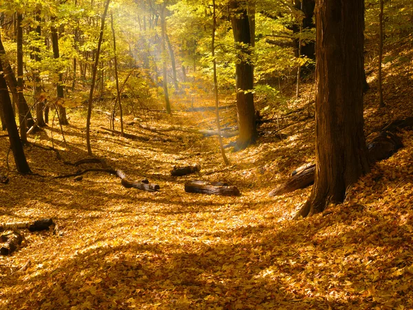 Sunbeam erdő Stock Kép