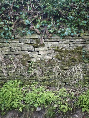 Wall with moss and plants clipart