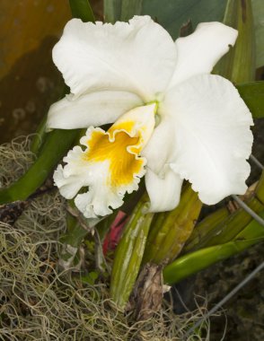 White bearded iris clipart