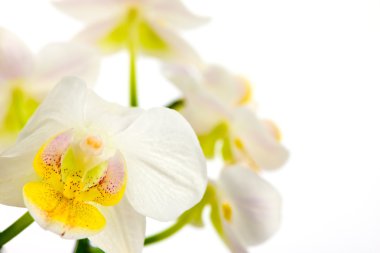 White orchids with blurred background clipart