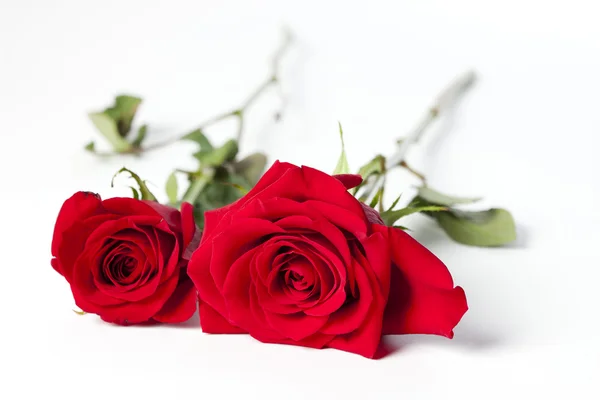 Две красные розы на белом — стоковое фото