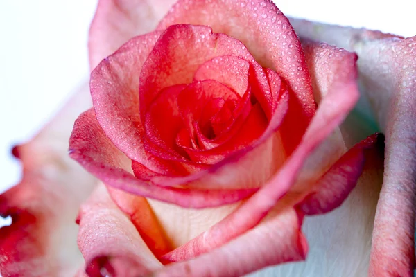 Van nauwe roze roos — Stockfoto