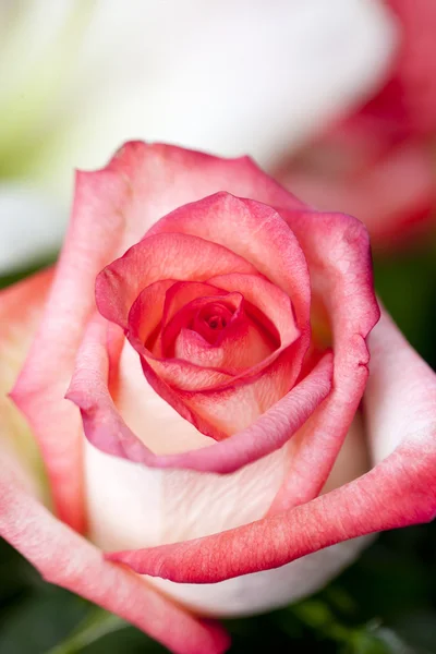 Verticale roze roos — Stockfoto