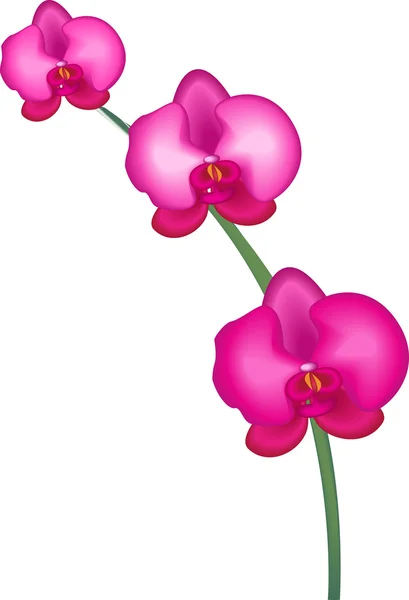 Image de l'orchidée rose — Photo