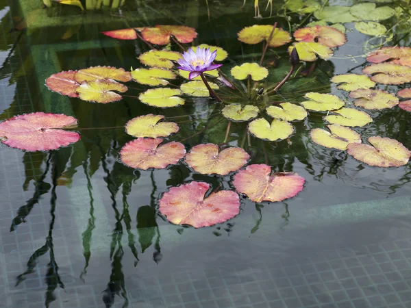 View of water lily — Stock Photo, Image