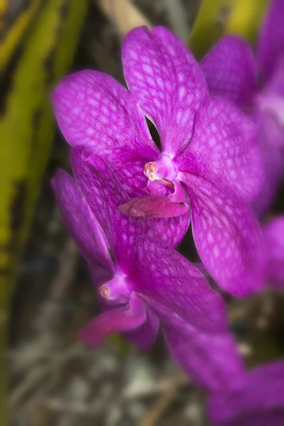 Orquídea violeta — Foto de Stock