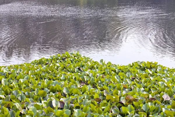 Lilii wodnej na rzece — Zdjęcie stockowe
