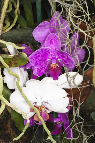 Orquídeas brancas e roxas — Fotografia de Stock