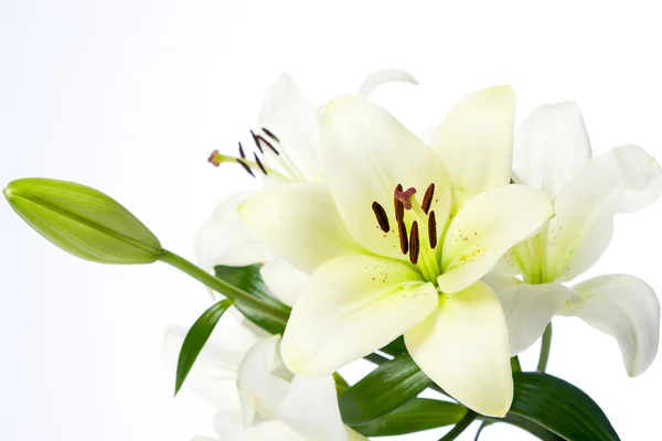 Białe lilie i żarówki — Zdjęcie stockowe