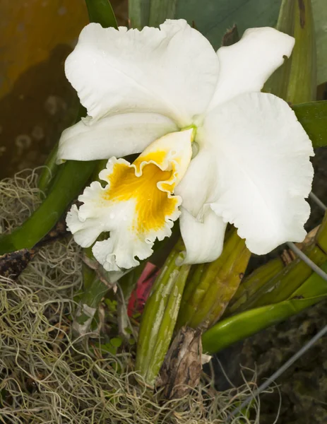 Iris barbu blanc — Photo