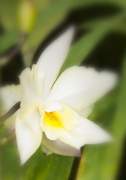 Fehér virág — Stock Fotó