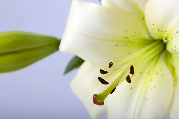 Белая лилия с луковицей — стоковое фото