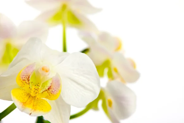 Orquídeas brancas com fundo borrado — Fotografia de Stock